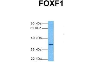Image no. 3 for anti-Forkhead Box F1 (FOXF1) (C-Term) antibody (ABIN2779550)
