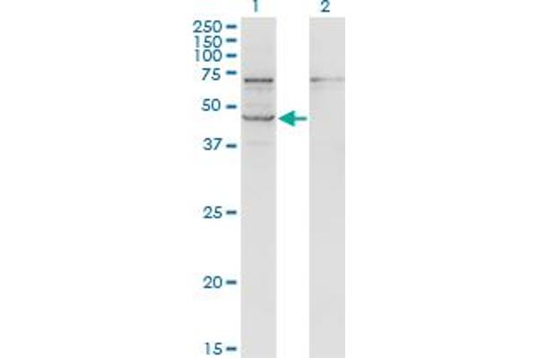 STRADB anticorps  (AA 319-418)