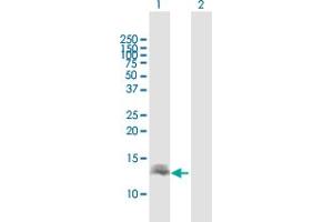 Western Blot analysis of DEFB137 expression in transfected 293T cell line by DEFB137 MaxPab polyclonal antibody.