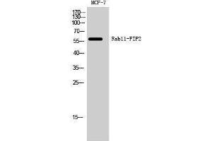 Image no. 1 for anti-RAB11 Family Interacting Protein 2 (Class I) (RAB11FIP2) (Internal Region) antibody (ABIN3186636)