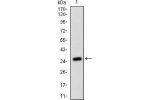 RhoF anticorps  (AA 1-84)