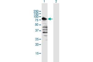 Image no. 3 for anti-Transducin-Like Enhancer of Split 1 (E(sp1) Homolog, Drosophila) (TLE1) (AA 1-770) antibody (ABIN520951)