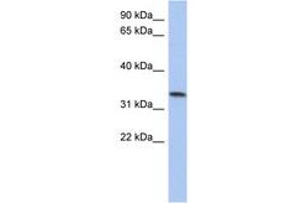 C10ORF96 antibody  (AA 143-192)