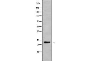 Image no. 3 for anti-Granzyme H (Cathepsin G-Like 2, Protein H-CCPX) (GZMH) antibody (ABIN6262073)