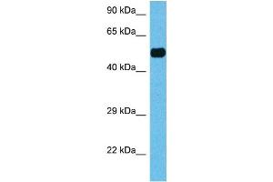 Image no. 6 for anti-Hepatocyte Nuclear Factor 4, alpha (HNF4A) (N-Term) antibody (ABIN2777514)