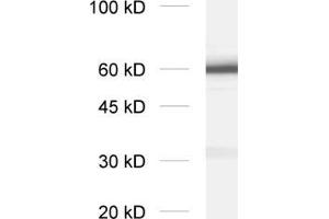 Image no. 1 for anti-Synaptotagmin I (SYT1) (AA 1-8), (Lumenal Region) antibody (ABIN1742201)