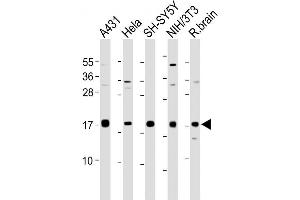 Image no. 4 for anti-Calmodulin 1 (Calm1) (AA 117-149), (C-Term) antibody (ABIN388399)