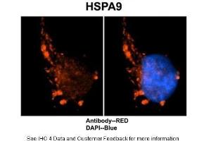 Image no. 6 for anti-Heat Shock 70kDa Protein 9 (Mortalin) (HSPA9) (C-Term) antibody (ABIN2779292)