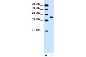 Image no. 1 for anti-Solute Carrier Family 35, Member B1 (SLC35B1) (C-Term) antibody (ABIN630422)