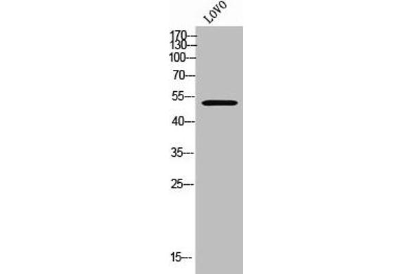 FOXN4 antibody  (C-Term)