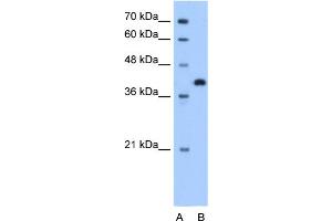 Image no. 1 for anti-Torsin Family 2, Member A (TOR2A) (N-Term) antibody (ABIN2784131)
