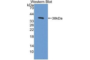 Image no. 1 for anti-Carboxypeptidase B1 (Tissue) (CPB1) (AA 120-415) antibody (ABIN1858475)
