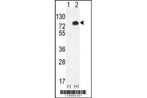 Image no. 1 for anti-Glypican 6 (GPC6) (AA 496-528), (C-Term) antibody (ABIN655620)