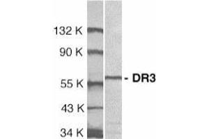 Image no. 2 for anti-Tumor Necrosis Factor Receptor Superfamily, Member 25 (TNFRSF25) (Extracellular Domain) antibody (ABIN499758)