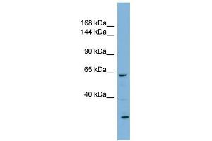 Image no. 1 for anti-Klotho (KL) (N-Term) antibody (ABIN631412)