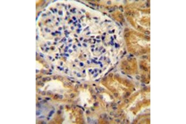 anti-Platelet Endothelial Aggregation Receptor 1 (PEAR1) (AA 968-998), (C-Term) antibody