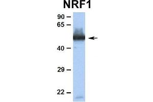 Image no. 5 for anti-Nuclear Respiratory Factor 1 (NRF1) (Middle Region) antibody (ABIN2775850)