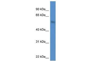 Image no. 2 for anti-MAP Kinase Interacting serine/threonine Kinase 1 (MKNK1) (N-Term) antibody (ABIN2788414)