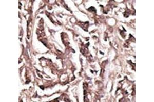 Image no. 5 for anti-ATG7 Autophagy Related 7 (ATG7) (AA 284-313) antibody (ABIN3029987)