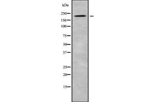 Image no. 2 for anti-Ubiquitin Protein Ligase E3 Component N-Recognin 2 (UBR2) (C-Term) antibody (ABIN6265862)