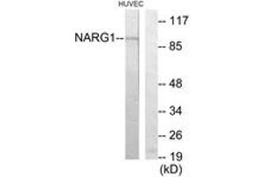 Image no. 1 for anti-N(alpha)-Acetyltransferase 15, NatA Auxiliary Subunit (NAA15) (AA 221-270) antibody (ABIN1534100)