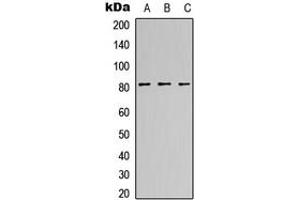 Image no. 1 for anti-Calpain, Small Subunit 1 (CAPNS1) (Center) antibody (ABIN2705658)