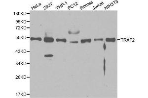 Image no. 1 for anti-TNF Receptor-Associated Factor 2 (TRAF2) antibody (ABIN3021165)