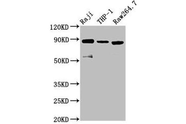 ADAM8 antibody  (AA 677-824)