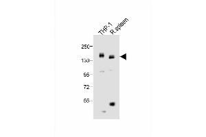 Image no. 5 for anti-Colony Stimulating Factor 1 Receptor (CSF1R) (AA 940-971), (C-Term) antibody (ABIN391880)