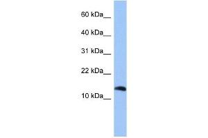 Image no. 1 for anti-Parathyroid Hormone 2 (PTH2) (Middle Region) antibody (ABIN636078)