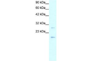 Image no. 2 for anti-Claudin 1 (CLDN1) (C-Term) antibody (ABIN634607)
