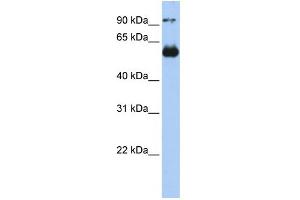 Image no. 1 for anti-V-Ets Erythroblastosis Virus E26 Oncogene Homolog 2 (ETS2) (N-Term) antibody (ABIN2780664)