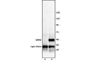 Image no. 2 for anti-Sirtuin 6 (SIRT6) (C-Term) antibody (ABIN6972723)