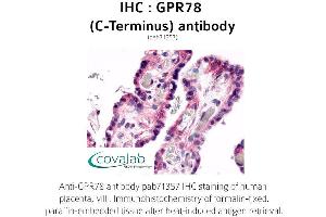 Image no. 1 for anti-G Protein-Coupled Receptor 78 (GPR78) (C-Term) antibody (ABIN1735167)