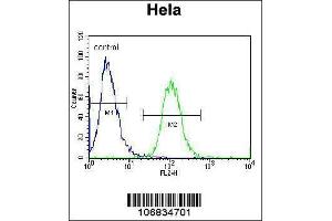 Image no. 1 for anti-Aurora Kinase A (AURKA) (AA 364-392), (C-Term) antibody (ABIN1882163)