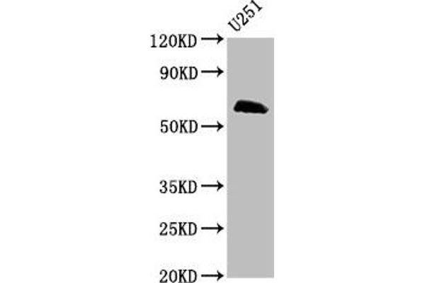 MSL2 antibody  (AA 341-473)