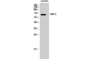 Image no. 1 for anti-Solute Carrier Family 9 (Sodium/hydrogen Exchanger), Member 8 (SLC9A8) (C-Term) antibody (ABIN3185899)