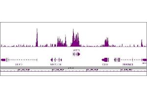 Nanog antibody (pAb) tested by ChIP-Seq.