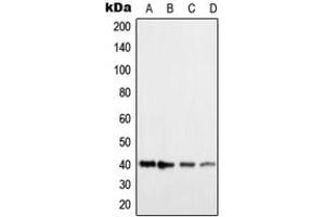 Image no. 2 for anti-Histamine Receptor H2 (HRH2) (Center) antibody (ABIN2706303)