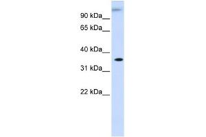 Image no. 1 for anti-Dihydrodiol Dehydrogenase (Dimeric) (DHDH) (Middle Region) antibody (ABIN2786036)