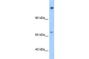 Image no. 1 for anti-Family with Sequence Similarity 129, Member A (FAM129A) (N-Term) antibody (ABIN2775541)
