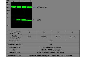 Image no. 1 for anti-Flavin Reductase (BLVRB) (AA 2-206) antibody (ABIN1999949)