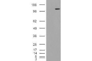 Image no. 1 for anti-Mannosidase, Alpha, Class 2A, Member 1 (MAN2A1) (Internal Region) antibody (ABIN238628)