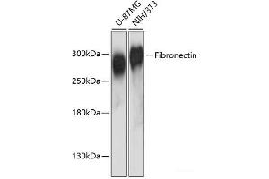 Western blot analysis of extracts of various cell lines using Fibronectin Polyclonal Antibody at dilution of 1:3000.