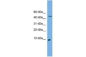 Image no. 1 for anti-Endosulfine alpha (ENSA) (N-Term) antibody (ABIN2785426)