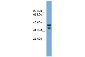 Image no. 1 for anti-Interferon Regulatory Factor 1 (IRF1) (C-Term) antibody (ABIN2779860)