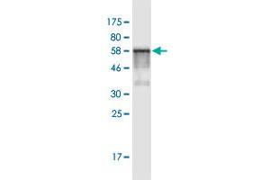 Image no. 2 for anti-Proteasome (Prosome, Macropain) 26S Subunit, Non-ATPase, 7 (PSMD7) (AA 1-324) antibody (ABIN519404)