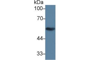 Image no. 1 for anti-Tubulin, beta 1 (TUBB1) (AA 166-451) antibody (ABIN5014463)