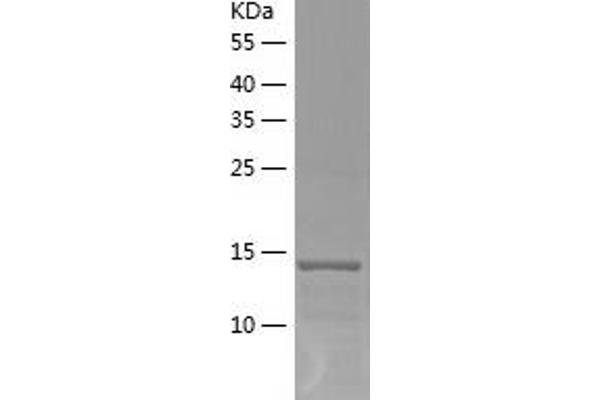 AGR3 Protein (AA 22-166) (His tag)