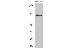 Image no. 1 for anti-ATP-Binding Cassette, Sub-Family B (MDR/TAP), Member 10 (ABCB10) (Internal Region) antibody (ABIN3183113)